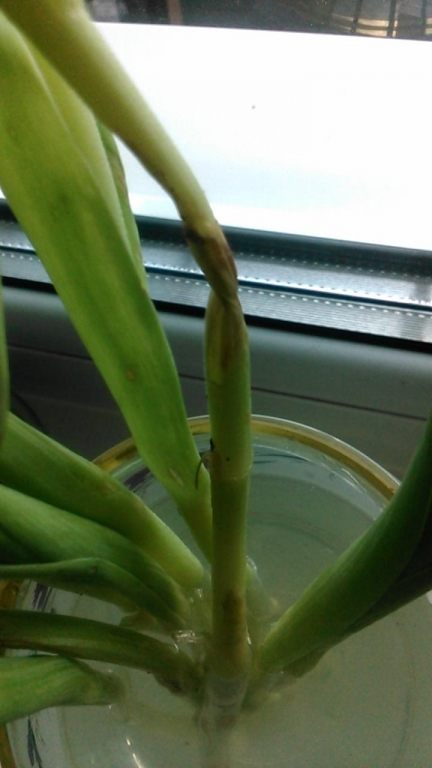 Изображение 0