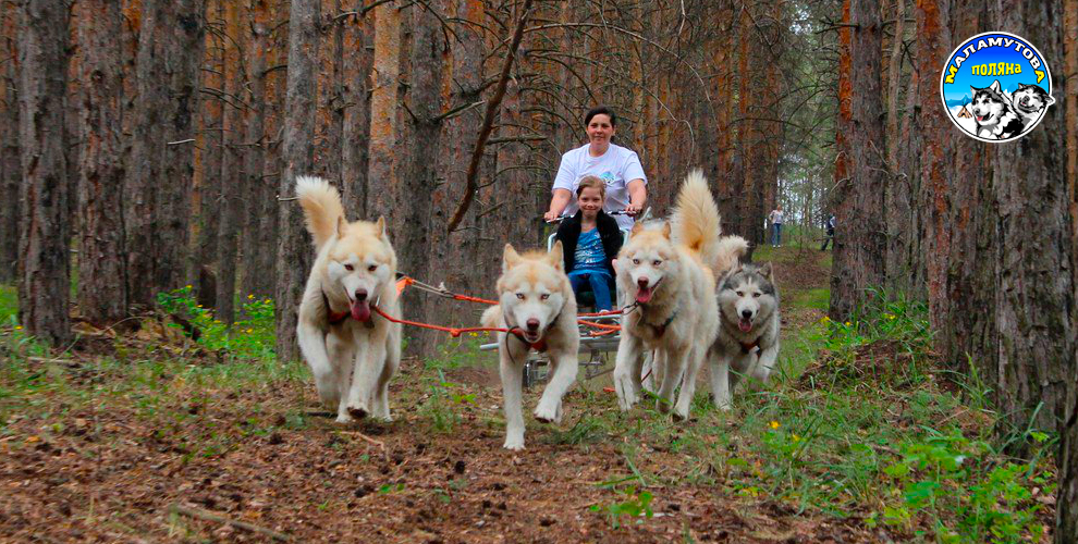 Маламут клуб в самаре